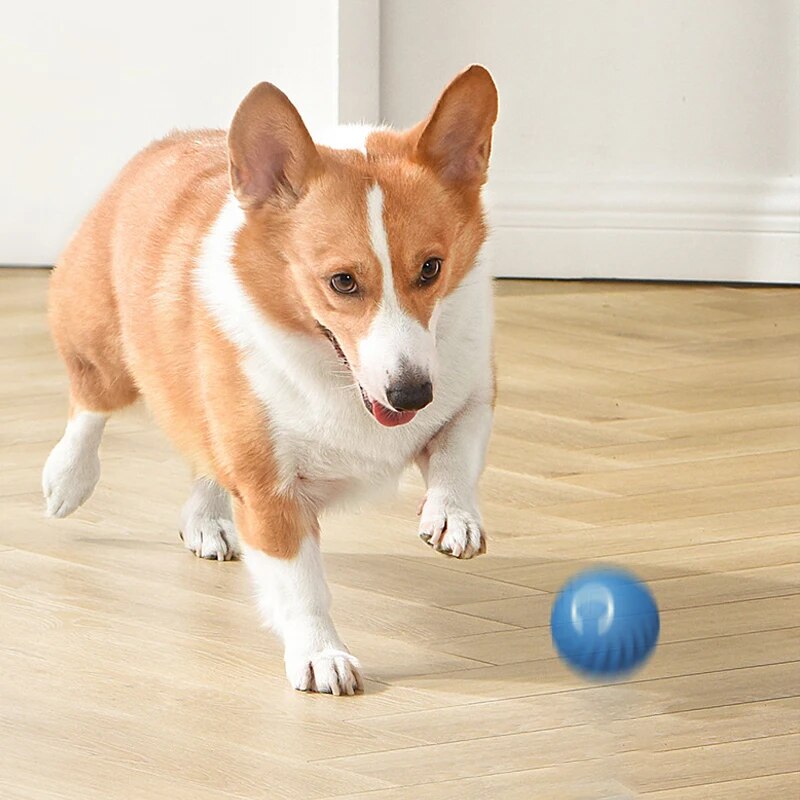 Brinquedos para cães, bola int - Suction Cup Dog Tug Toy avaliação e preço
